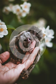 The common marmoset& x27;s babies on hand with philadelphus flower bush