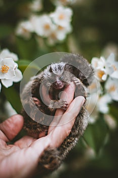 The common marmoset& x27;s babies on hand with philadelphus flower bush