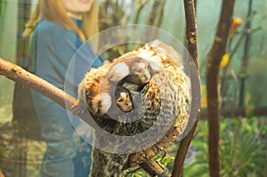 Common marmoset small monkey