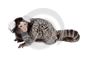 The common marmoset on white