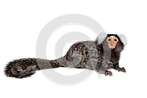 The common marmoset on white