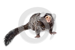 The common marmoset on white