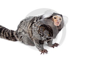 The common marmoset on white