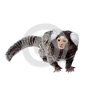 The common marmoset on white