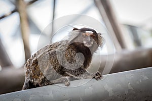 Common marmoset or White-eared marmoset