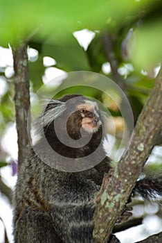 Common marmosets at the Sugarloaf Mountain