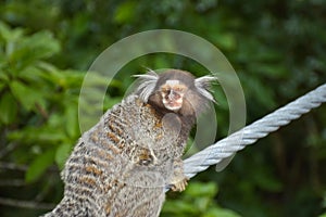 Common marmosets at the Sugarloaf Mountain
