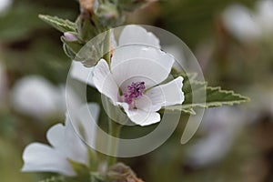 Common marsh mallow, Althaea officinalis