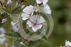 Common marsh mallow, Althaea officinalis