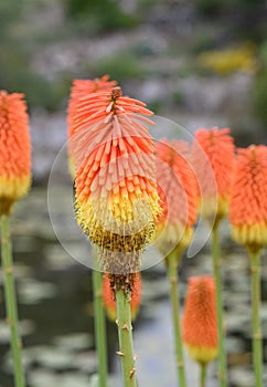 Common marsh poker, Kniphofia linearifolia, bright orange-yellow flowering plants