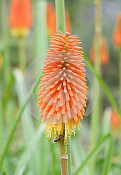 Common marsh poker, Kniphofia linearifolia, orange-yellow flower with honeybee