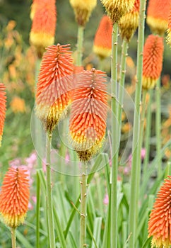 Common marsh poker, Kniphofia linearifolia, orange-yellow flowering plants