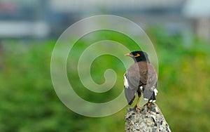 Common mayana  in perch