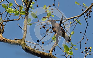 Common mayana  in perch