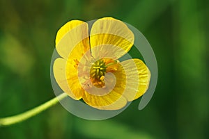 Common meadow buttercup - Ranunculus acris - bright yellow flower, with green grass background, closeup detail