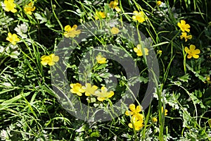 common meadow buttercup or tall buttercup (Ranunculus acris) blooming in spring