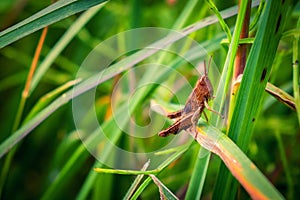 The common meadow grasshopper