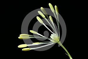 Common Meadow-Rue (Thalictrum flavum). Flower Closeup