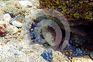 Common Mediterranean octopus - Octopus vulgaris