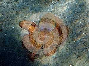 Common Mediterranean octopus - Octopus vulgaris