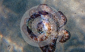 Common Mediterranean octopus - Octopus vulgaris