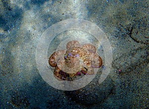 Common Mediterranean octopus - Octopus vulgaris