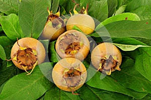 Common Medlar Fruit