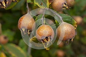 Common medlar - Mespilus germanica