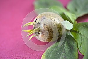 common medlar or mespilus germanica