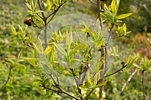 Common medlar or Mespilus Germanica plant in Zurich in Switzerland