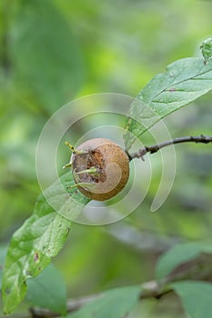 Common medlar Mespilus germanica, a ripe medlar fruit on a twig