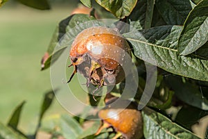 Common medlars on a tree