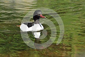 Common merganser