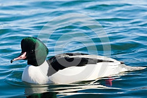 Common Merganser photo