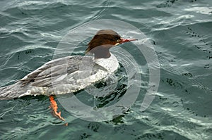 Common Merganser