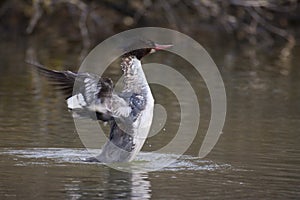 Common Merganser