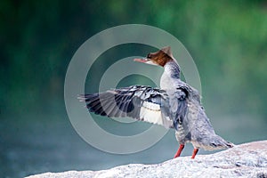 Common Merganser