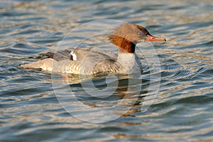 Common Merganser