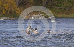 Common Merganser