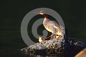 Common Merganser and Chick