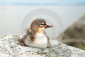 Common merganser chick