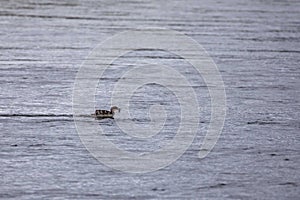 Common merganser chick