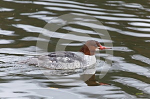 Common Merganser duck