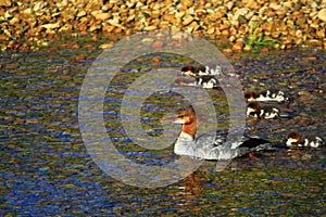 Common Merganser Duck