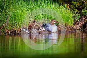 Common Merganser.