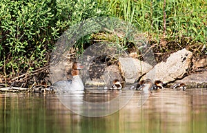 Common Merganser.