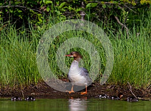 Common Merganser.