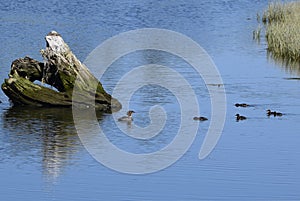 Common Merganser family in the water