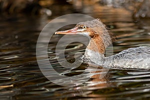 Common Merganser female closeup on Adirondack lake in St Regis Wilderness NY on a peaceful calm morning in fall