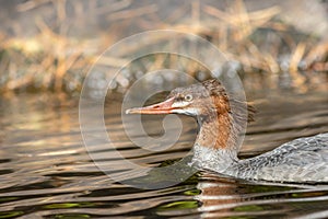 Common Merganser female closeup on Adirondack lake in St Regis Wilderness NY on a peaceful calm morning in fall